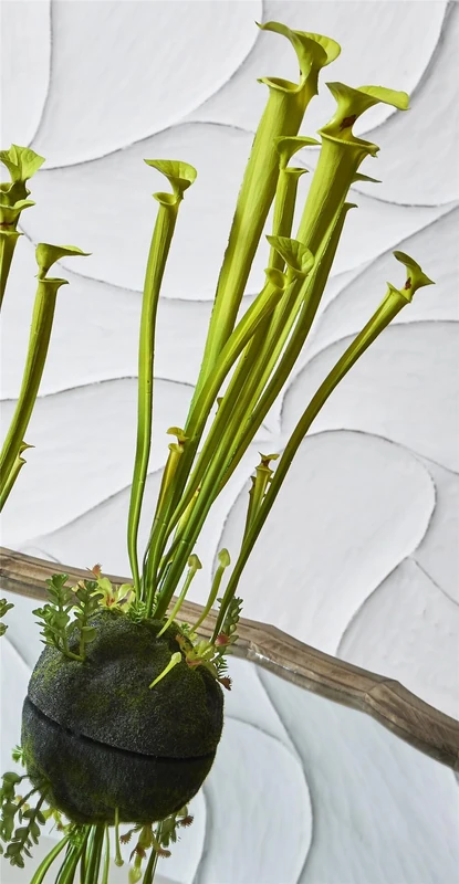Sarracenia Green Claro, 60 cm. 16 x 16 x 60 cm - Image 1