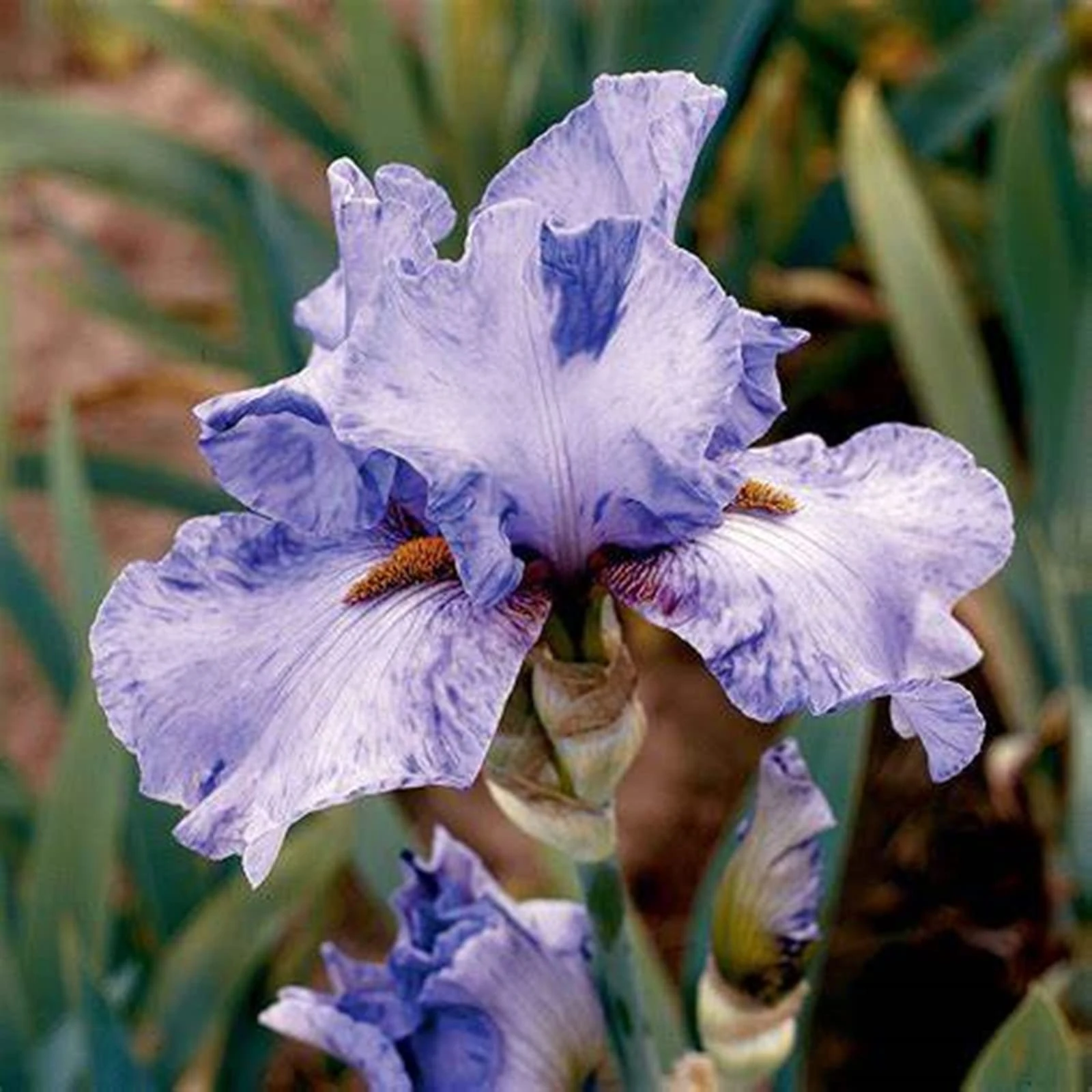 Wedding, Iris Bulbs for Planting Now UK, Greening Flower, Hardy Perennial, Iris Bulbs, Garden Flowers, Plant Bulbs, Natural Organic, 10bulb-d