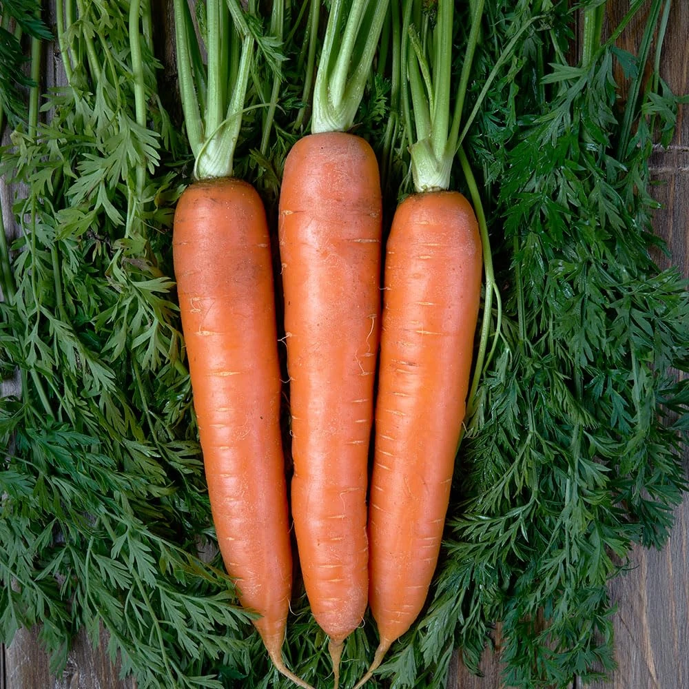Carrot Amsterdam Forcing Seeds – Fast-Growing, Sweet & Tender Early Variety – Ideal for Succession Sowing & Container Growing – High Germination for UK Gardens
