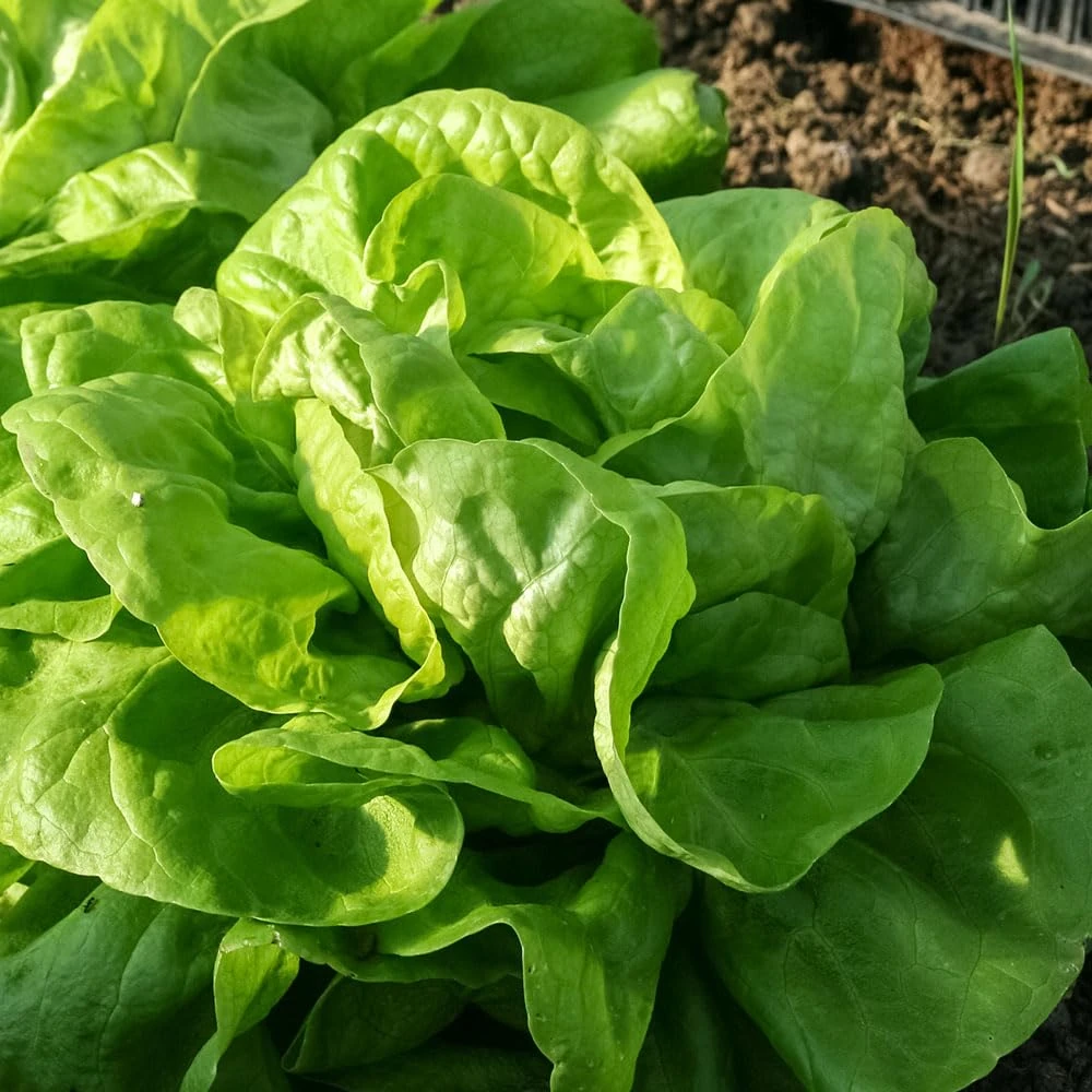 Lettuce All The Year Round Seeds – Hardy Butterhead Variety – Easy to Grow – Fresh Tasty Vegetables – for Your Kitchen Garden