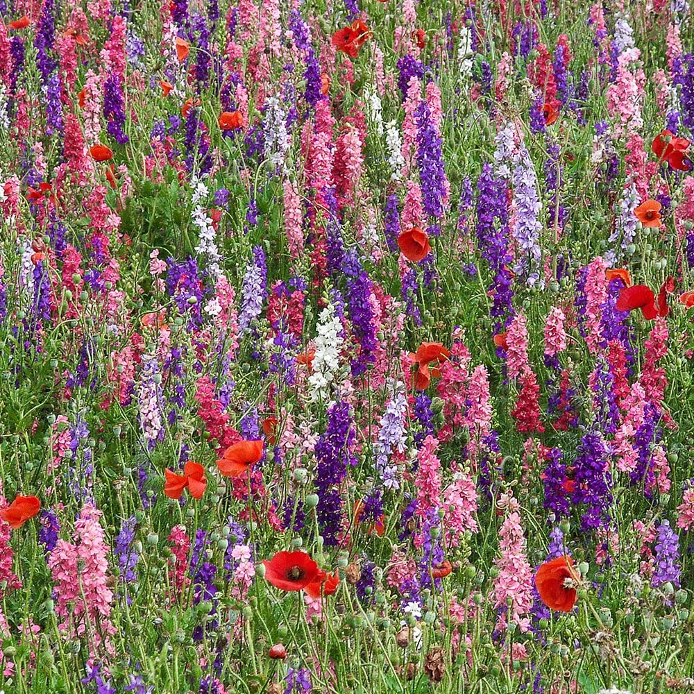 Cottage Garden Mixture Seeds – Quick & Easy to Sow – Vibrant for Beds & Borders – for Your Beautiful Garden