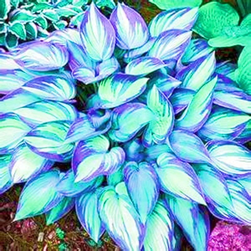 Rare Plants Hostas Plants hosta Bulbs for Planting UK(Wedding Flowers,Plant Bulbs)-10bulbs-h