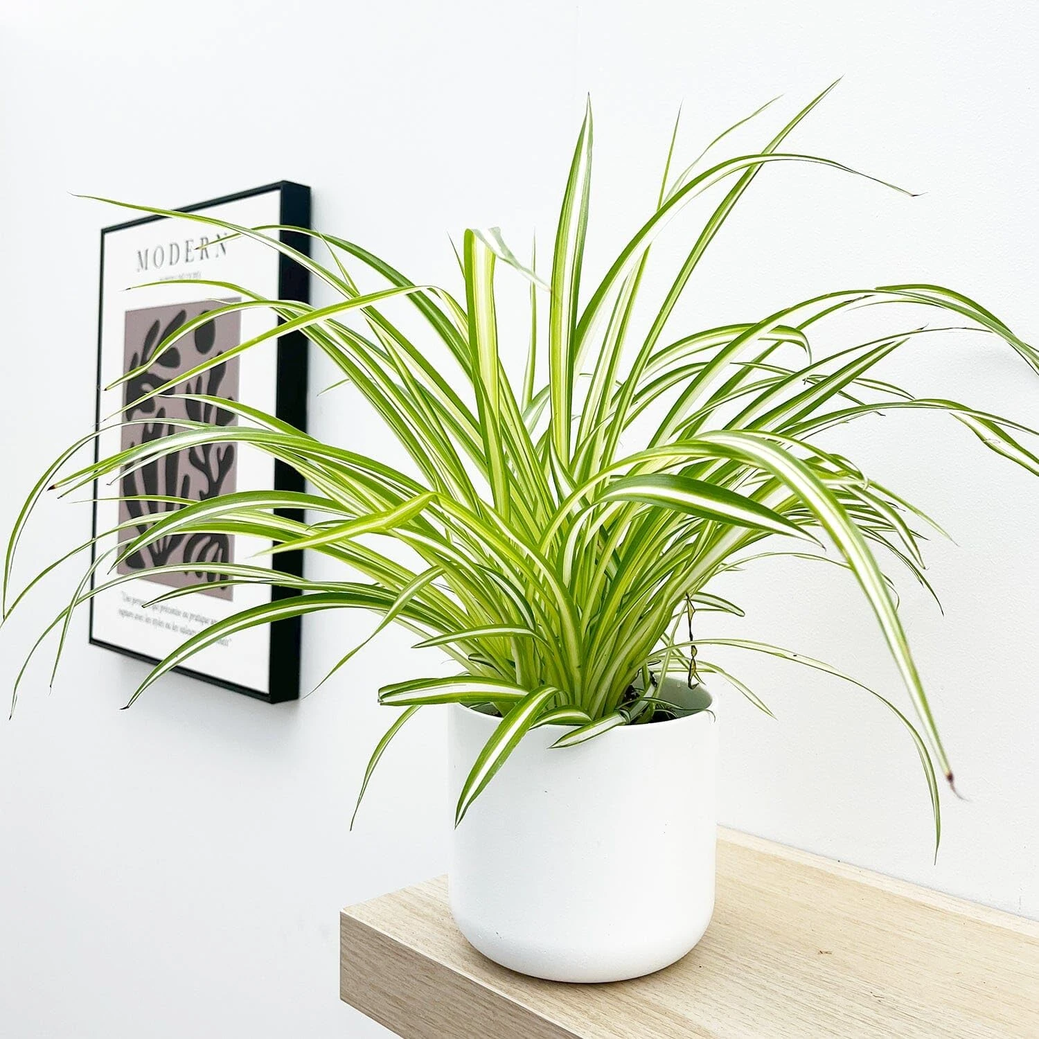 Prestige Plant Spider Plant (Chlorophytum comosum) –Approximately 30–40cm Tall | Easy-Care Air-Purifying Houseplant | Classic Indoor Greenery