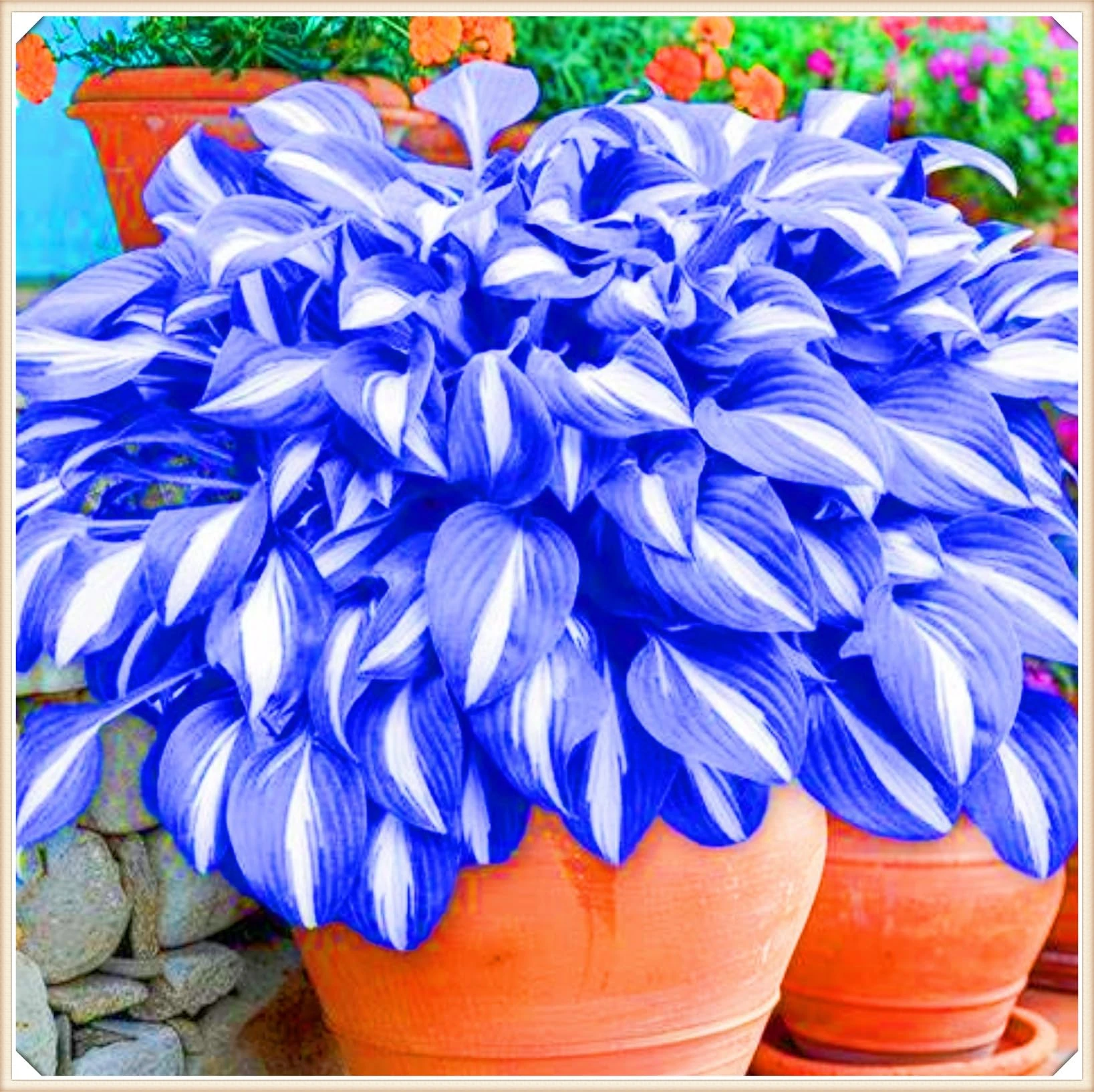 Rapid Growth Easy Planting Hostas Plants UK Garden Flowers Wedding Flowers-6Bulbs-b