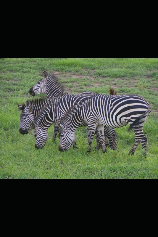 The Compost Algorithm: Engineering Perfect Waste-to-Fertilizer Ratios: Waste Ratio Revolution