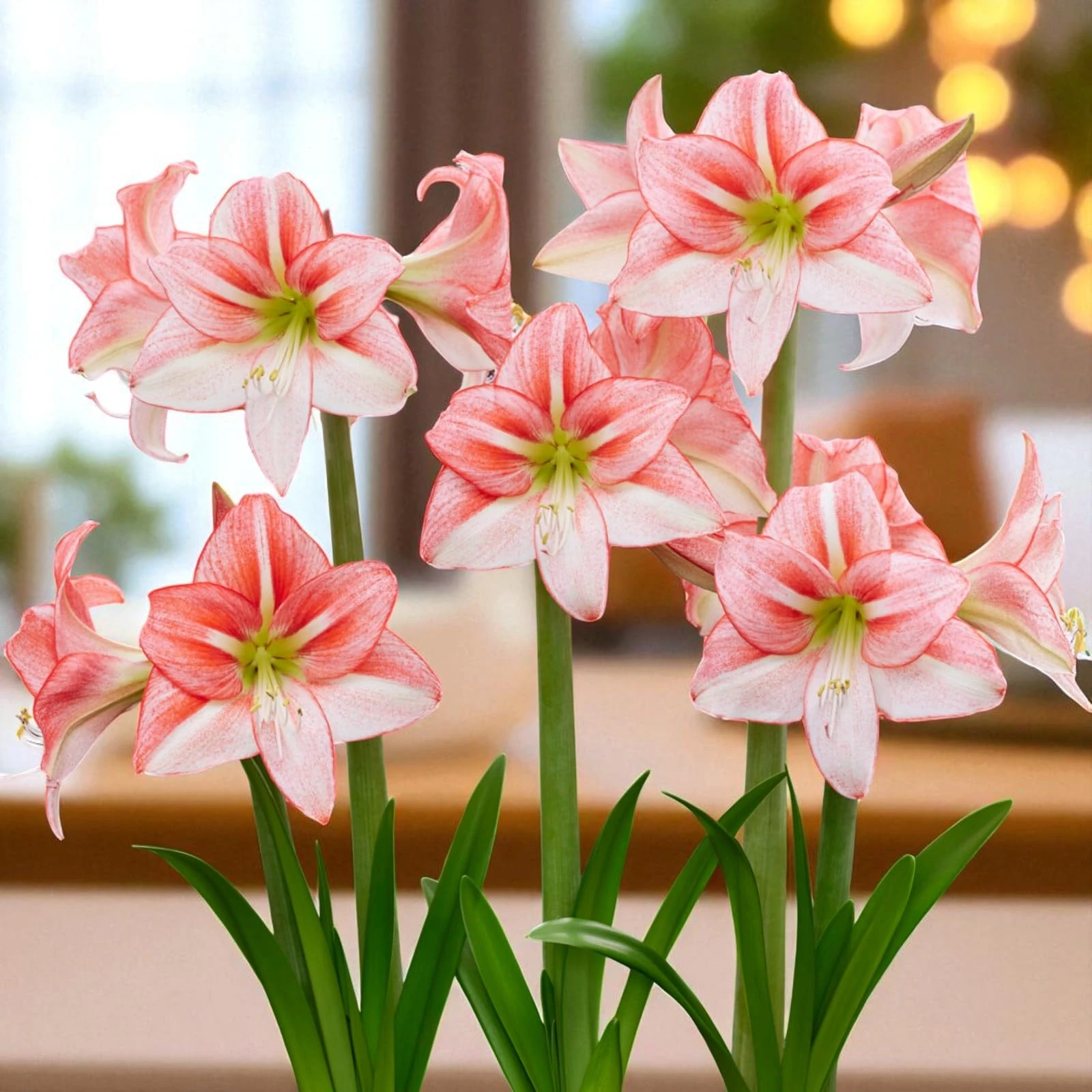 Carbeth Plants 1 x Amaryllis Just Smile Bulb for Indoor Planting - Salmon, Red & Yellow Flowering Hippeastrum Indoor Perennial for Stunning Winter Blooms - Perfect Cut Flower Easy to Grow Houseplant