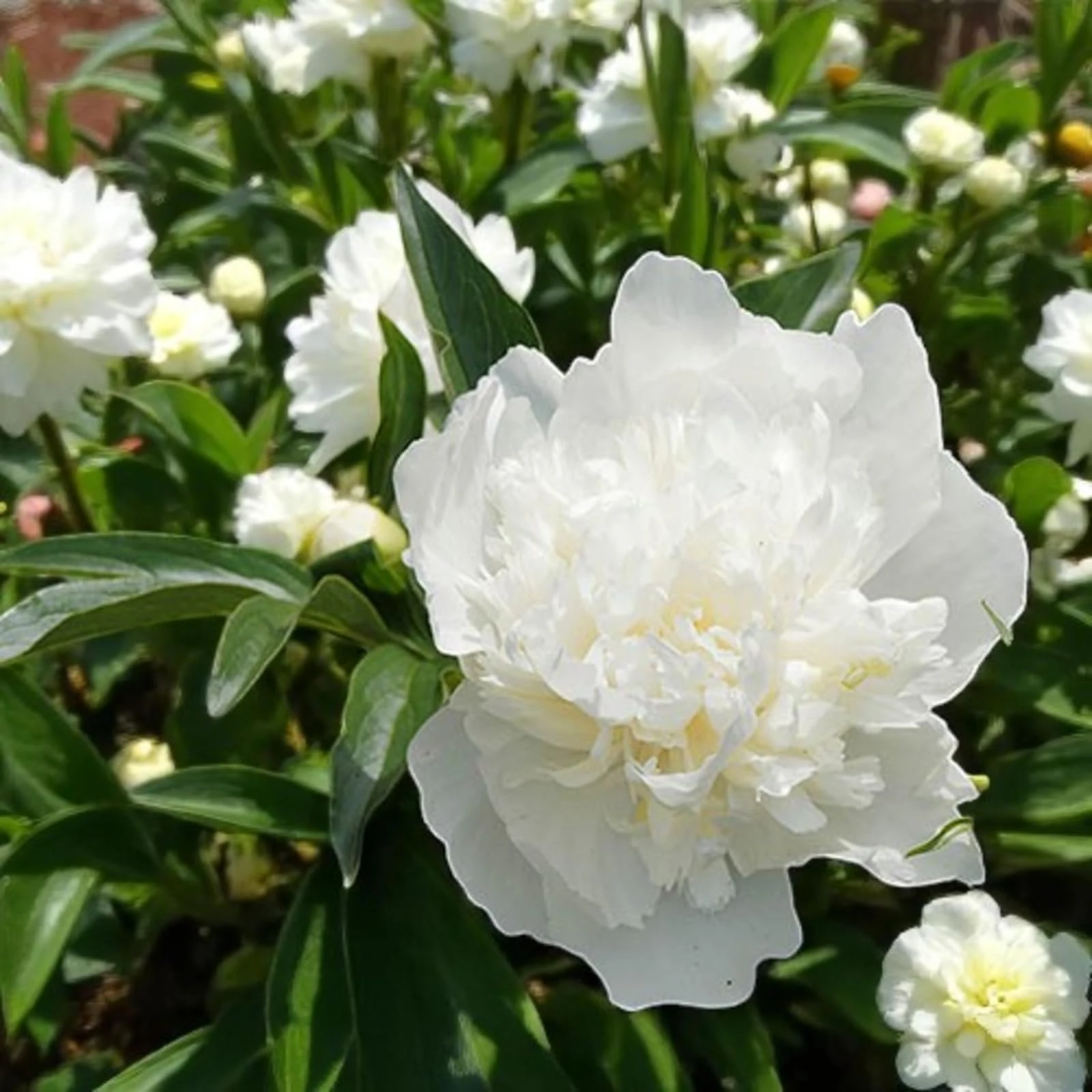 Carbeth Plants 3 x Peony Duchesse De Nemours Paeonia Spring Bare Roots - White Hardy Fragrant Spring Summer Flowering Perennial - Easy to Grow UK Garden Favourite - Grow in Borders, Beds and Pots