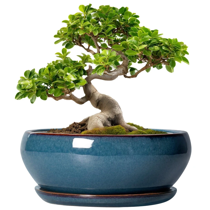 SQOWL Bonsai Pots - 10 Inch Blue Ceramic Plant Pots, Round Indoor Planter with Drainage Hole and Saucer, Shallow Modern Planter Bowl, Room Decor, Blue