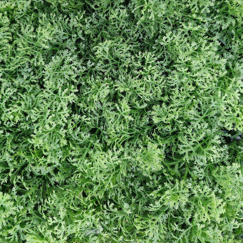 TENAX Divy Panel Lichen 100 x 100 cm Green, Modular Panel with Artificial Leaves 3D Moss Type for Walls, Vertical Gardens and Indoor/Outdoor Decorations - Image 1