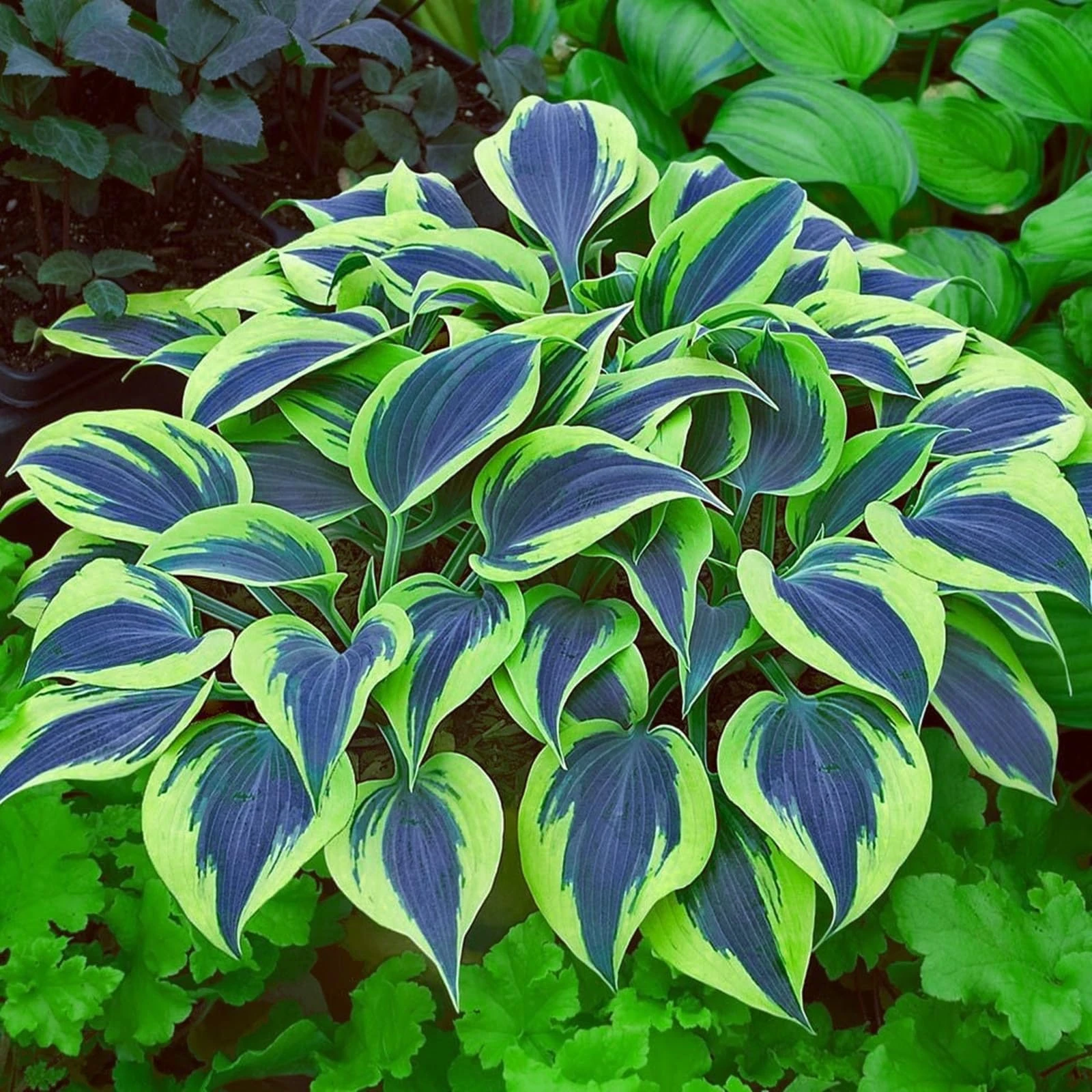 Perennial,Brilliant Hosta Bulbs Bulk,Professional Planting for Stunning Garden Displays-8 Bulbs-B