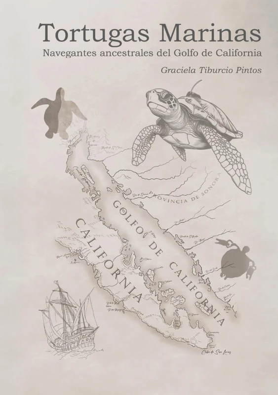 Tortugas marinas: Navegantes ancestrales del golfo de California - Image 1