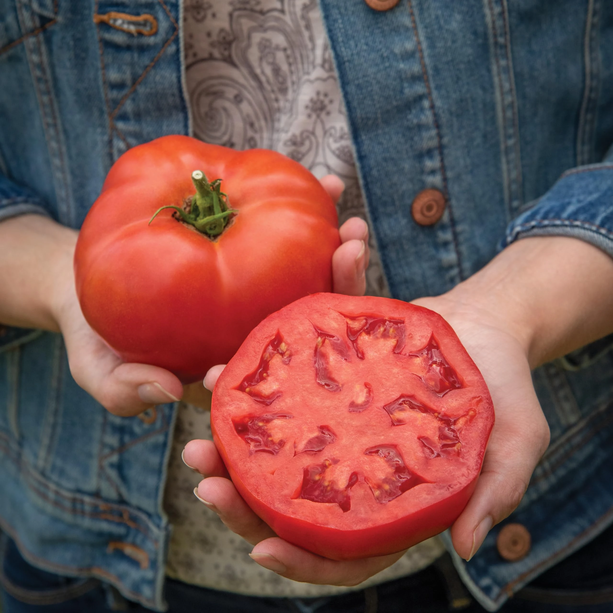 PREMIER SEEDS DIRECT - Tomato Seeds - Burlesque (Blight Resistant) (120 Seeds)