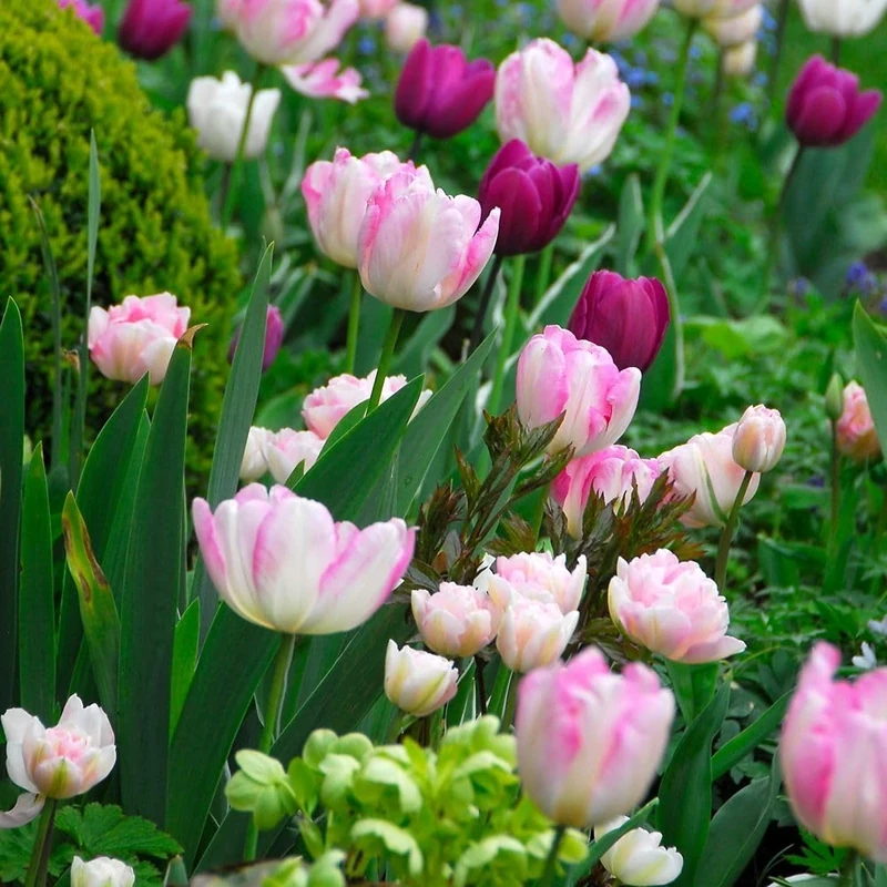 Tulip 'Angelique' Double Late Tulip Bulbs with Fragrant Rosette Blooms of Soft Pink Superb Cut Flowers Hardy Spring Flowering 8 Bulbs by Thompson and Morgan