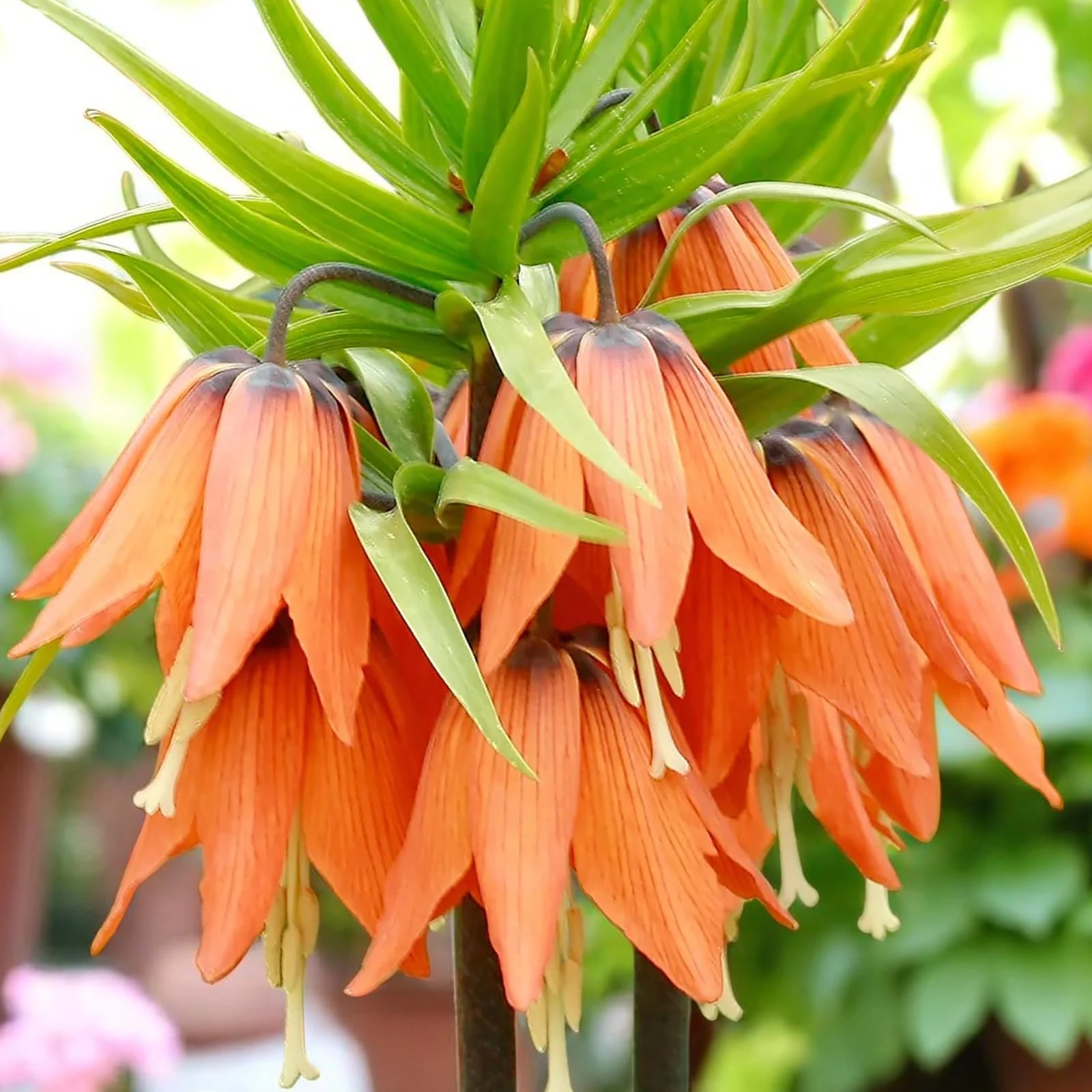Carbeth Plants 6 x Fritillaria imperialis Aurora Spring Bulbs - Tall Exotic Crown Imperial Flowering Perennials - Hardy Wildlife Friendly Garden Bulb for Beds, Borders & Containers