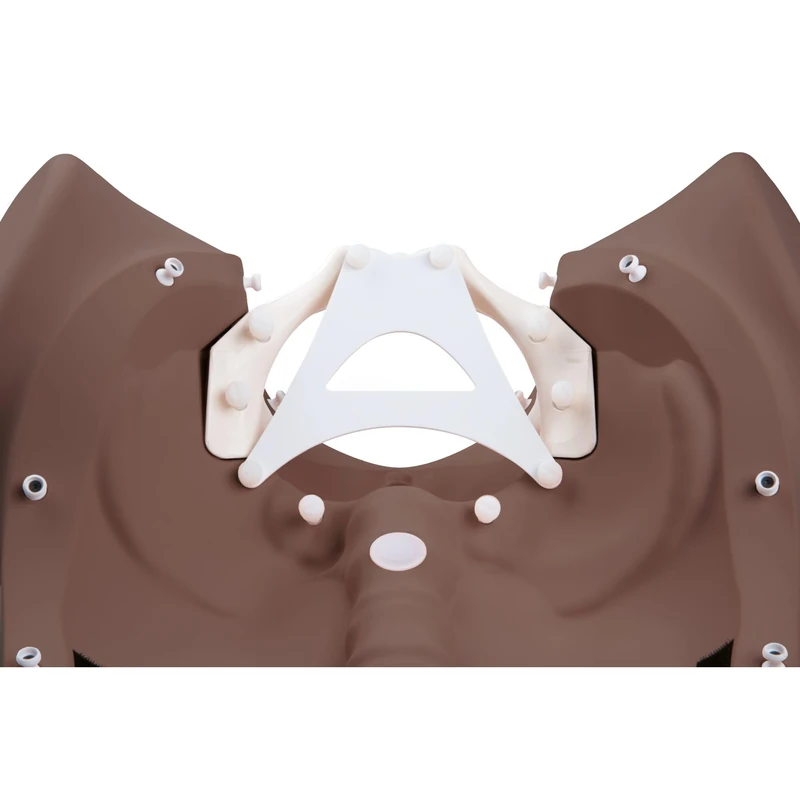 3B Scientific Birthing Stages Trainer P94D – Dark Skin Tone