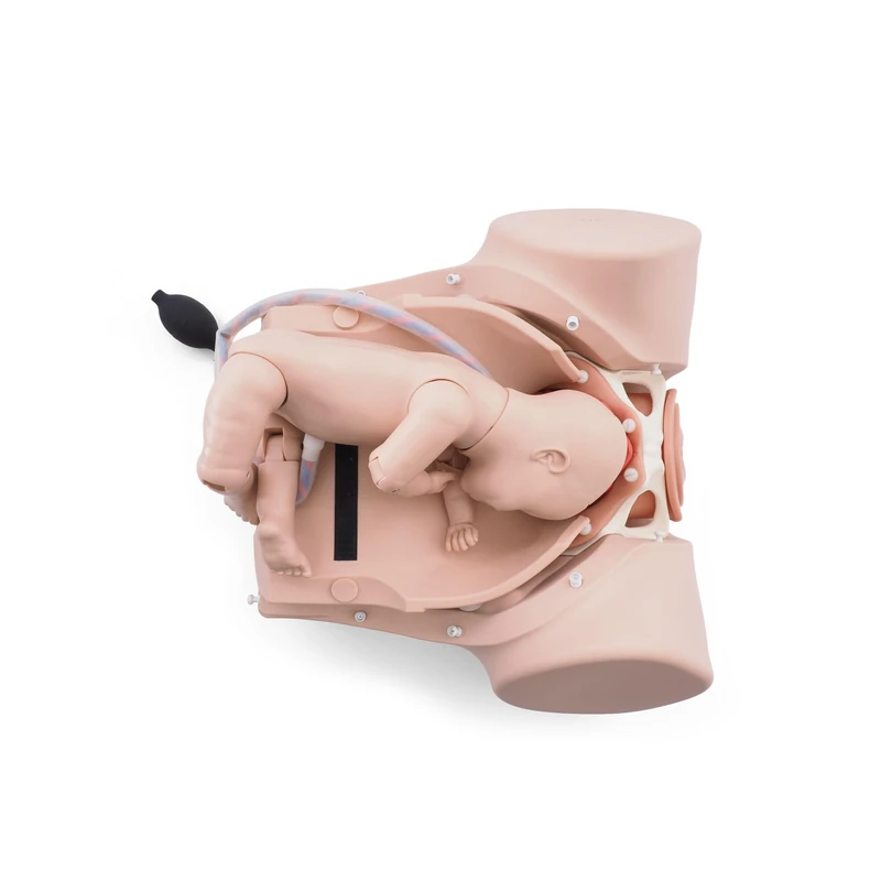 3B Scientific® Complete Baby Set (Light Skin) – Fully Jointed 49 cm Baby, Umbilical Cord & Placenta for Birthing Simulation Training