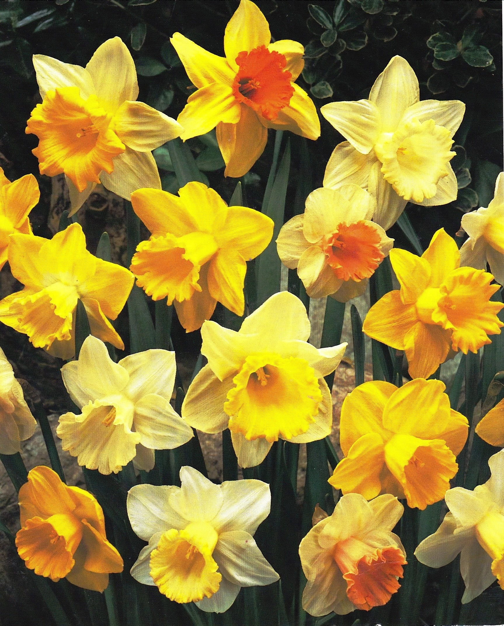 GARTHWAITE NURSERIES Mixed Daffodil Bulbs, British Grown, Pack of 40