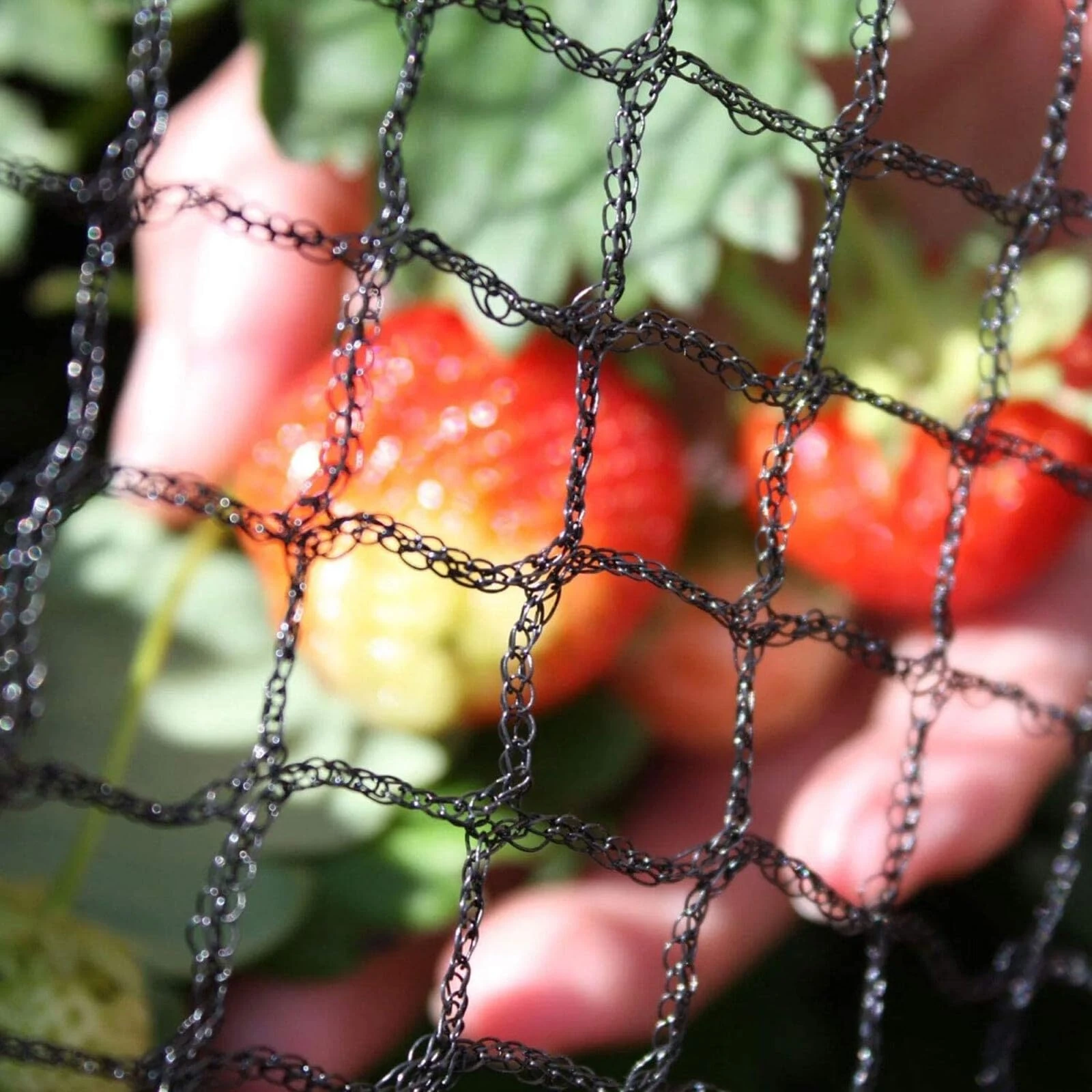 Oakland Gardens Heavy Duty Bird Netting – Anti Bird Garden & Fruit Tree Crop Protection Mesh 20mm | UV Stabilised (4m x 60m Netting)