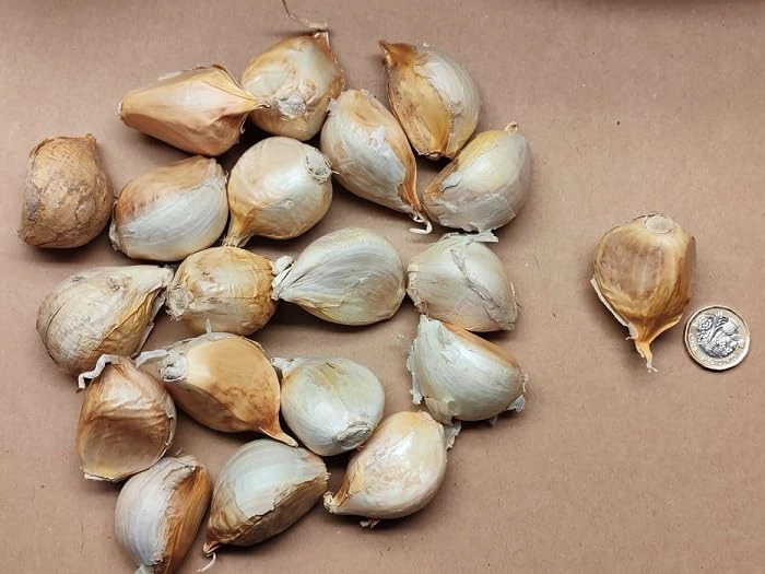 6X Elephant Garlic Large Cloves from 2025 Crop