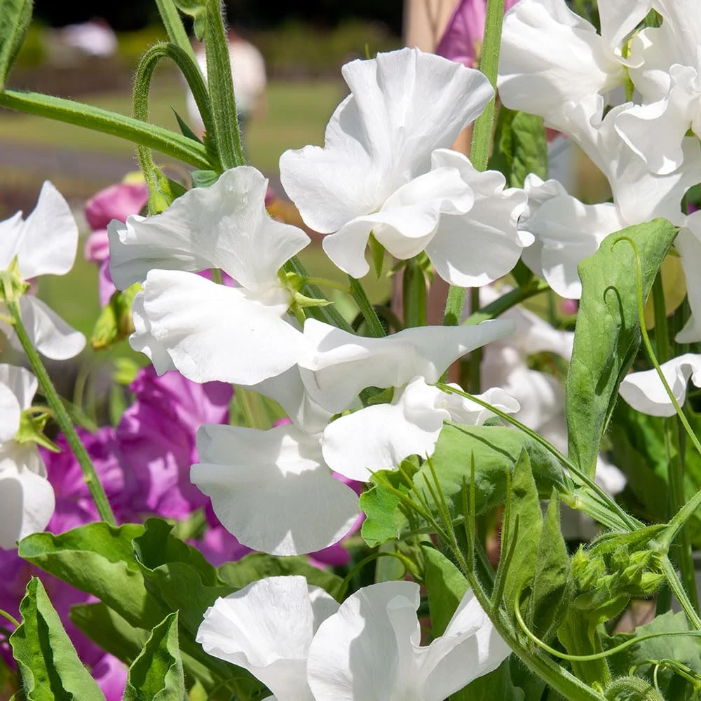 Sweet Pea Swan Lake Seeds – Large & Long Stemmed, Lightly Scented Blooms – Hardy Annual – for Your Beautiful Garden