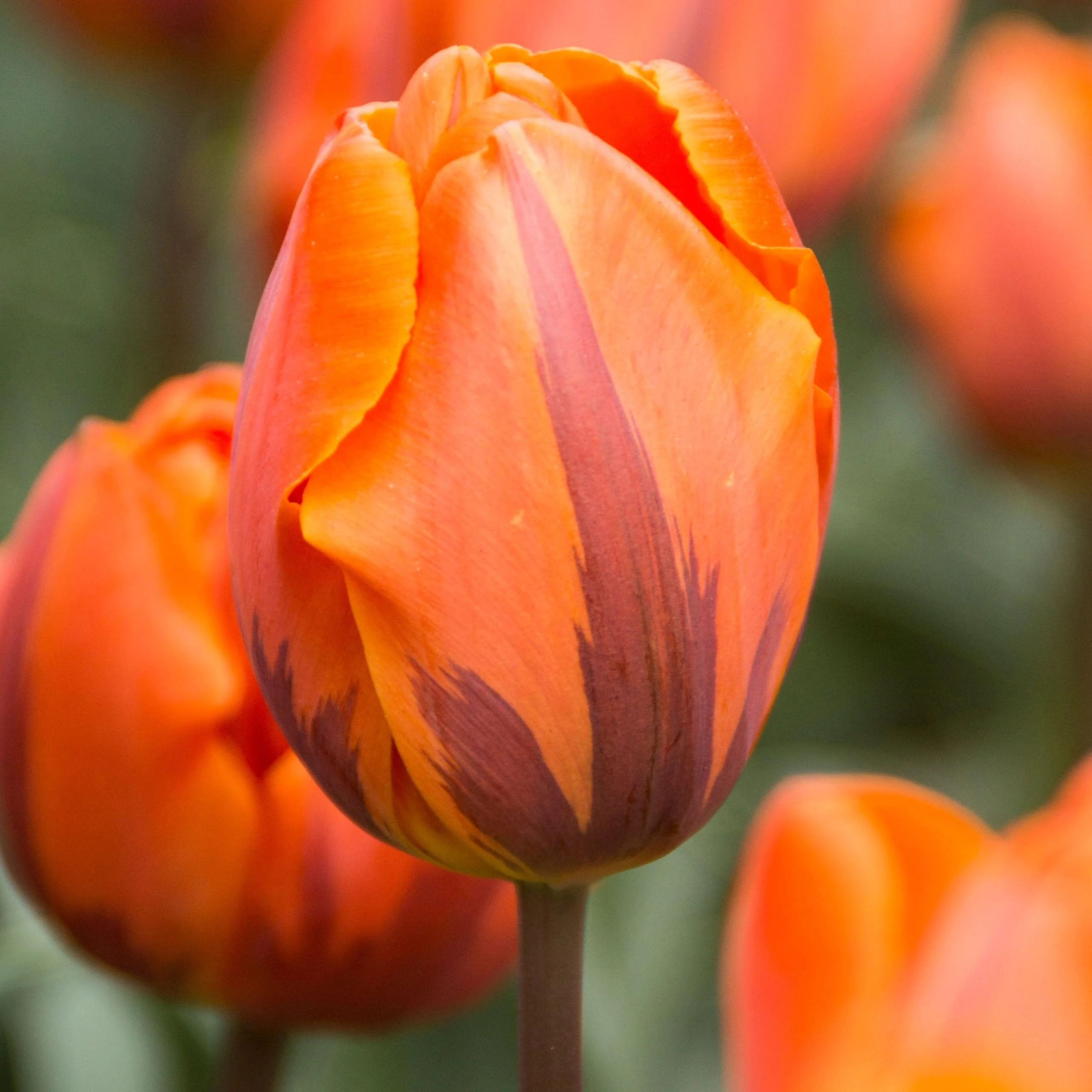 PREMIER SEEDS DIRECT - Flower Bulbs - Tulip Bulbs (Prinses Irene, 10)