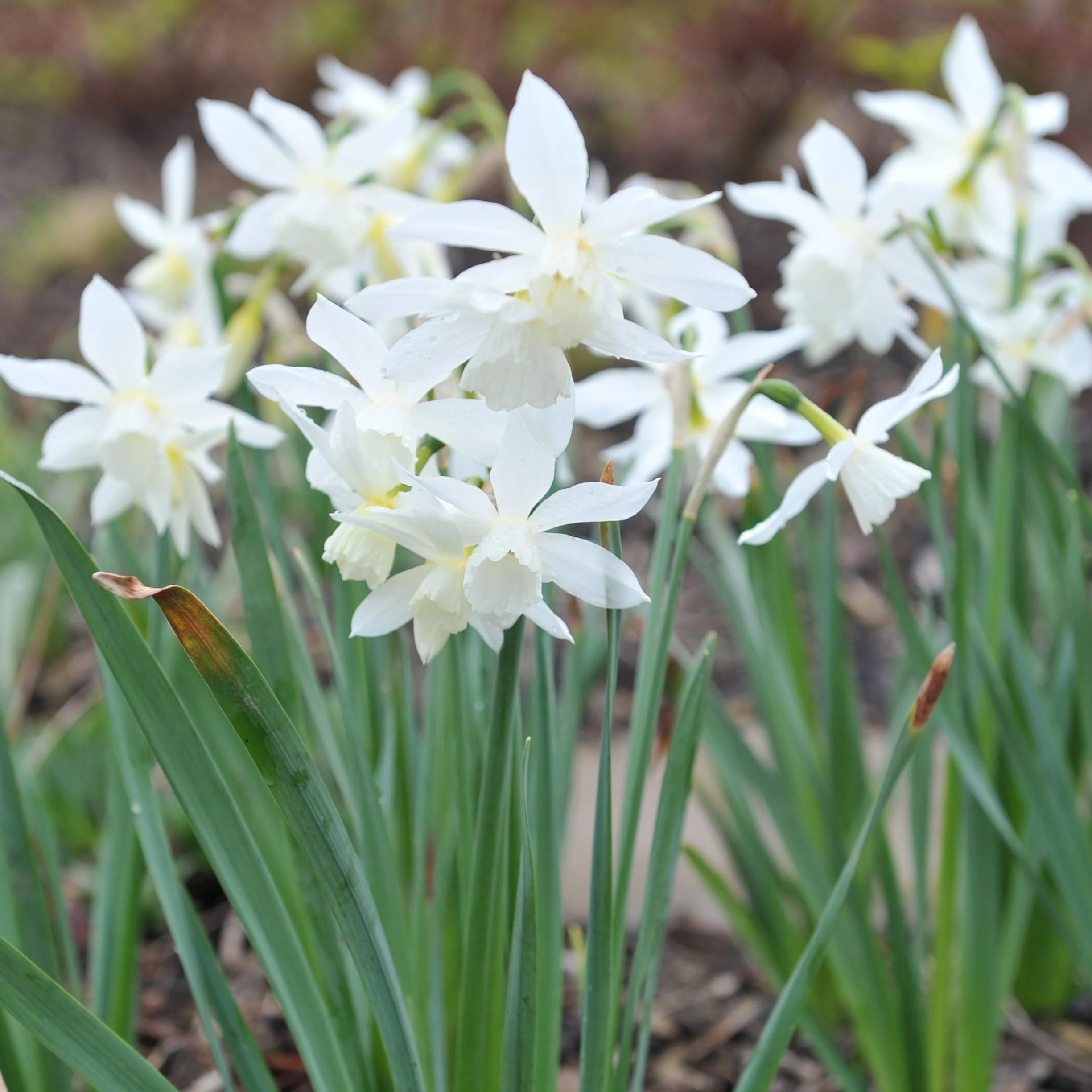 PREMIER SEEDS DIRECT - Flower Bulbs - Narcissus Bulbs (Toto, 15)