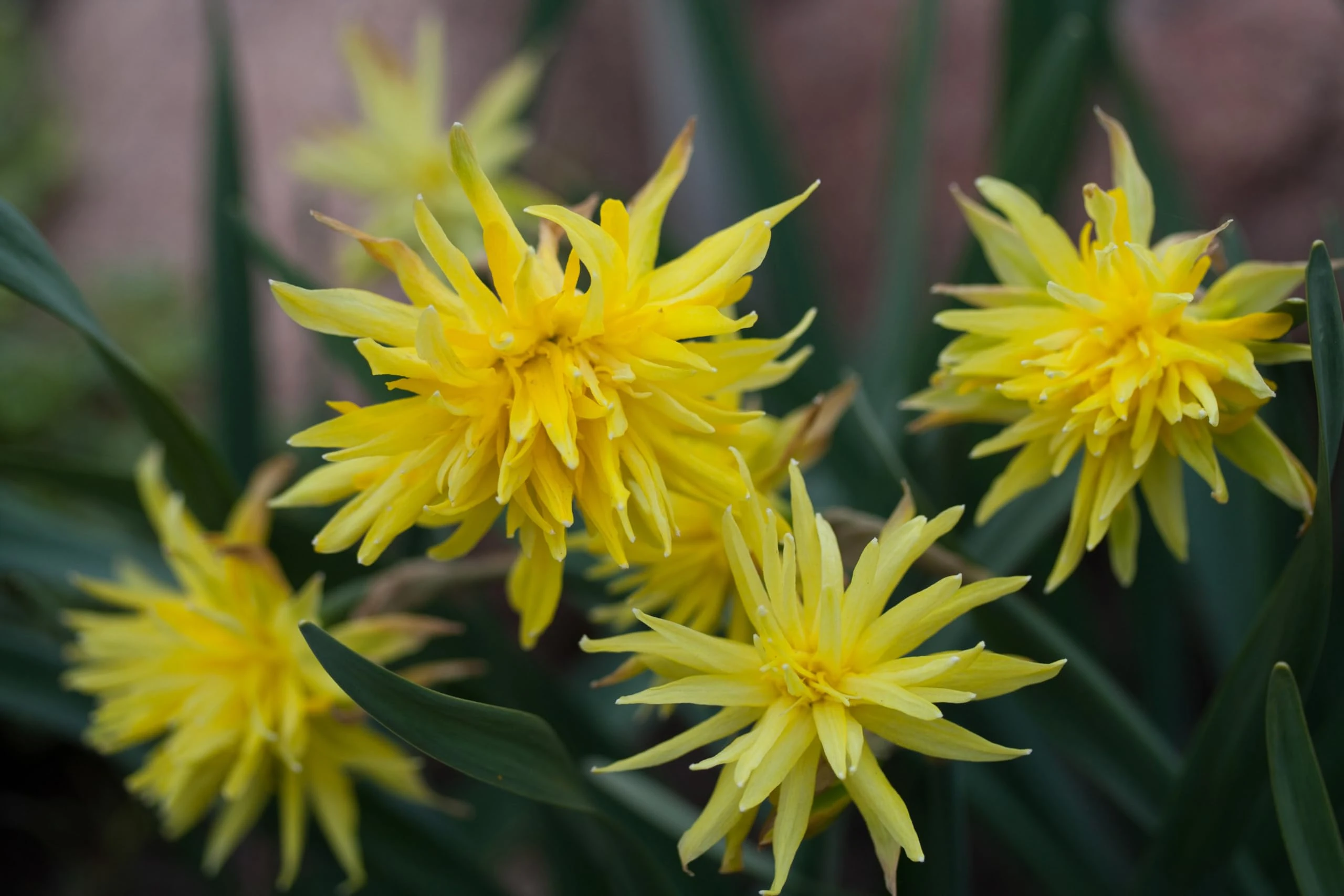 Lincolnshire Pond Plants Ltd - Narcissus Rip Van Winkle Plant Bulb x10