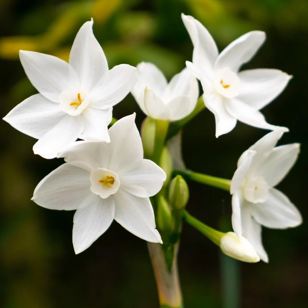 Premier Seeds Direct - Flower Bulbs - Paperwhite Bulbs (30)