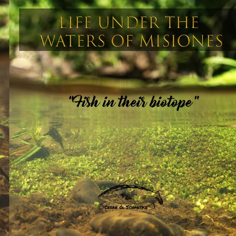 Life under the waters of Misiones: Fish in their biotope