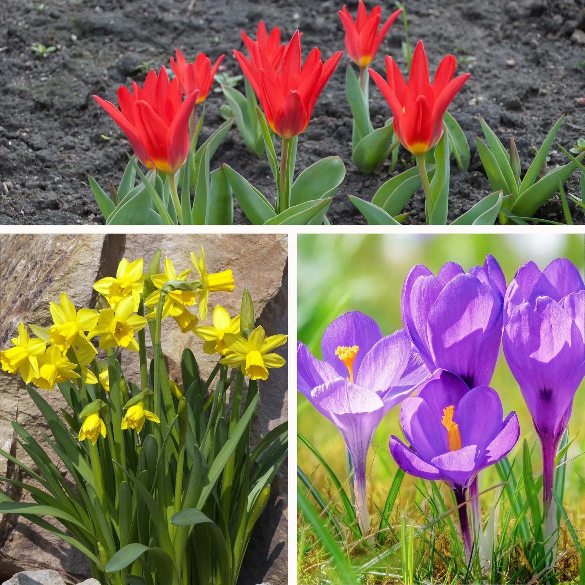Pronto Seed Dwarf Spring Mix Bulbs | Set of 50 Petite Crocus, Daffodil Tête-à-Tête & Red Tulips for Spring Colour | Hardy Perennial Flowes for Planting Now UK