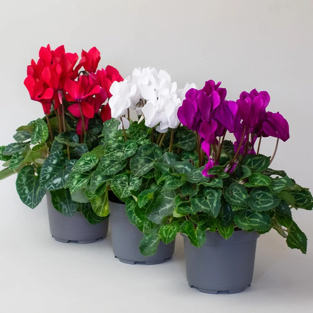 3 x Cyclamen Plants, Autumn Bedding, Winter Flowering Plants in 10.5cm pots, Cyclamen Plants Indoor/Outdoor Garden Ready (3 x Cyclamen)