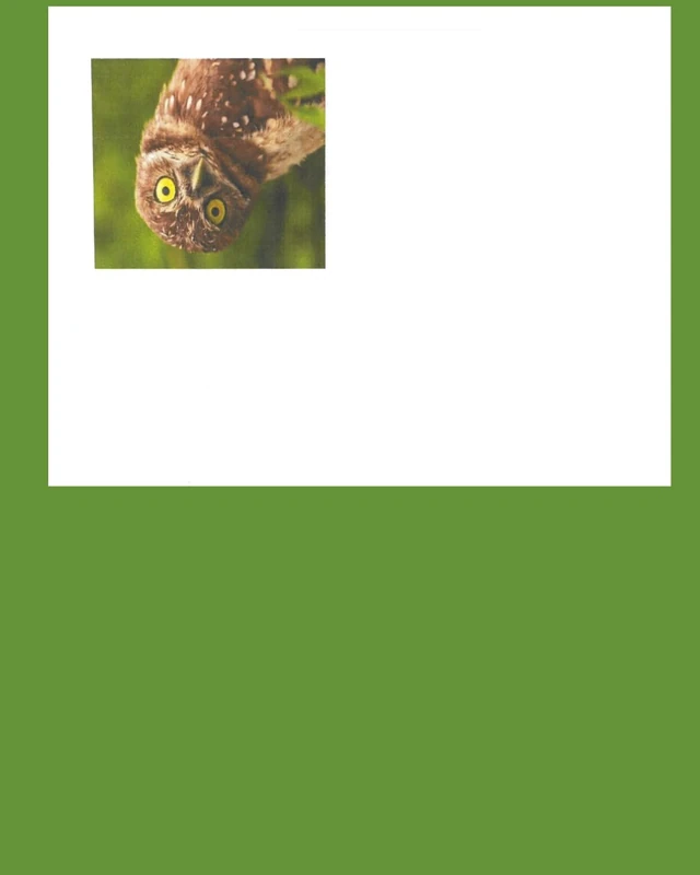 Hoot and Estaban - Image 1