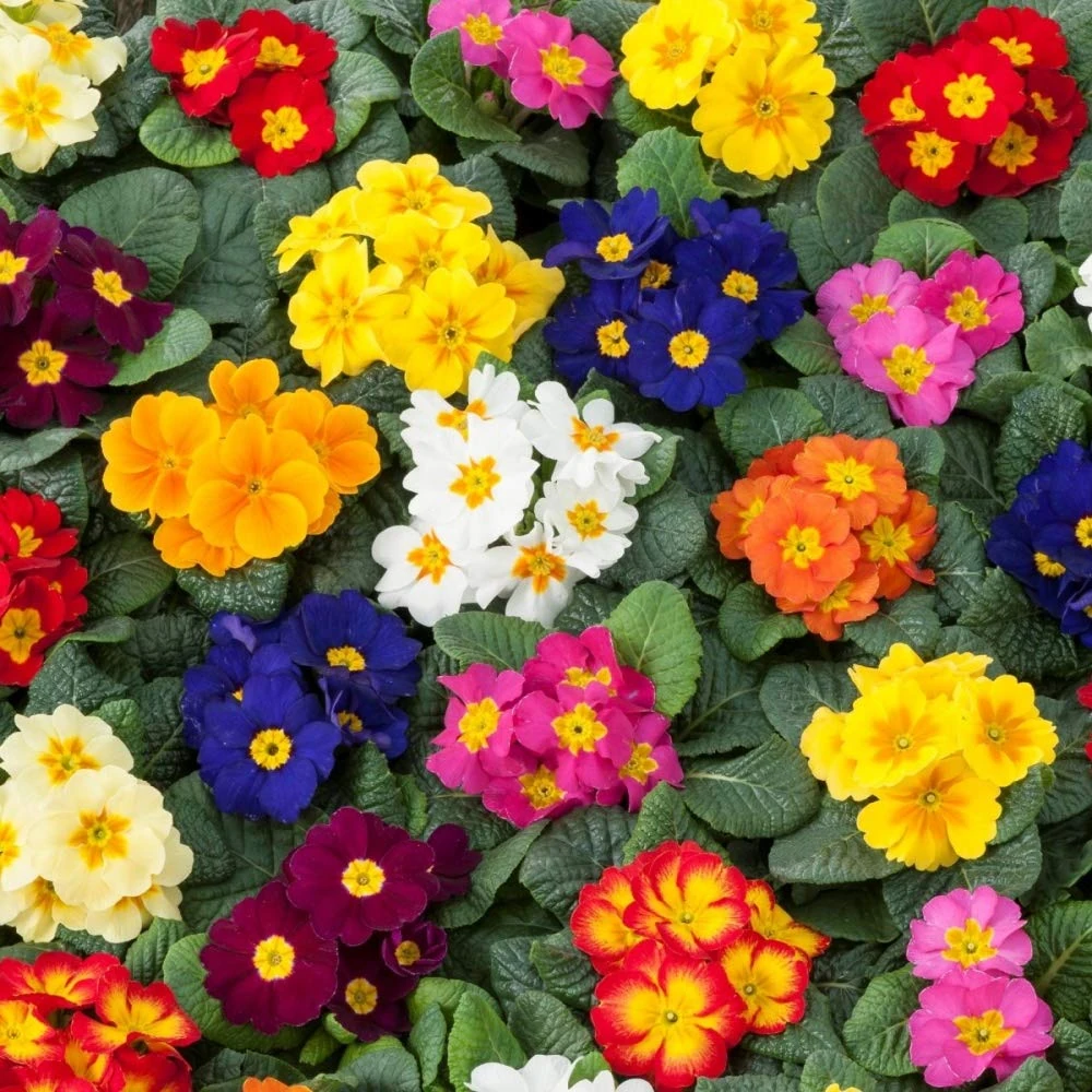 12x Primula Mixed Autumn, Winter Flowering Primrose Plants, Garden Ready Plants Not Plugs.