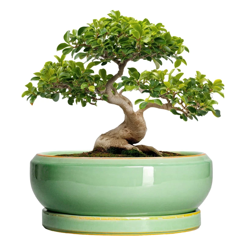 EPFamily Large Bonsai Pots - 13 Inch Ceramic Succulent Pots for Indoor Outdoor, Ceramic Planter with Drainage Hole and Saucer, Shallow Round Planter, Garden Decor, Gifts for Women Men, Light Green