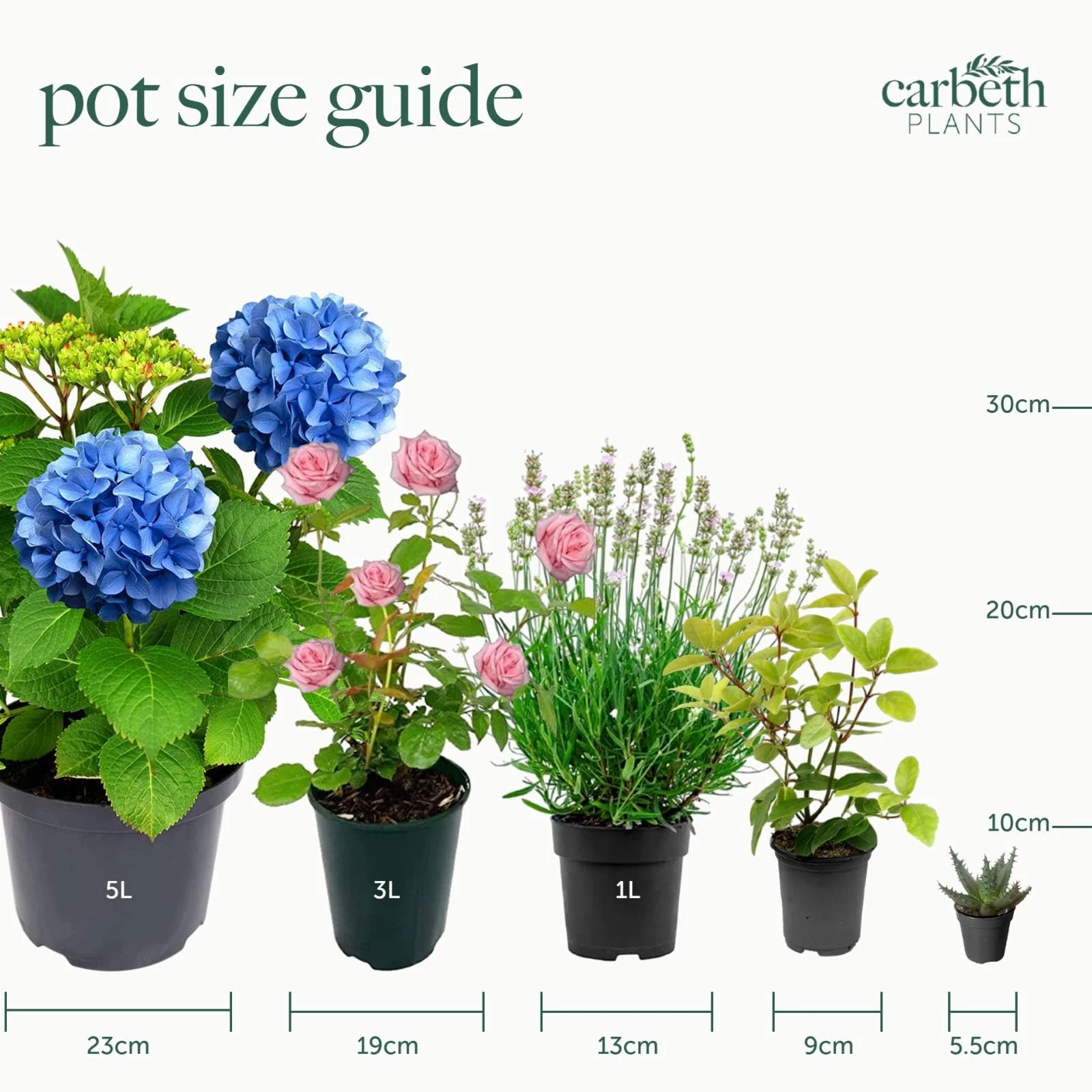 Carbeth Plants Primrose Primula Flowering Bedding Plants - Hardy Low Maintenance Perennials - Garden Ready Shrubs for Beds, Borders and Patio Pots (Vanilla Sky, 3 Trays (18 Plants))