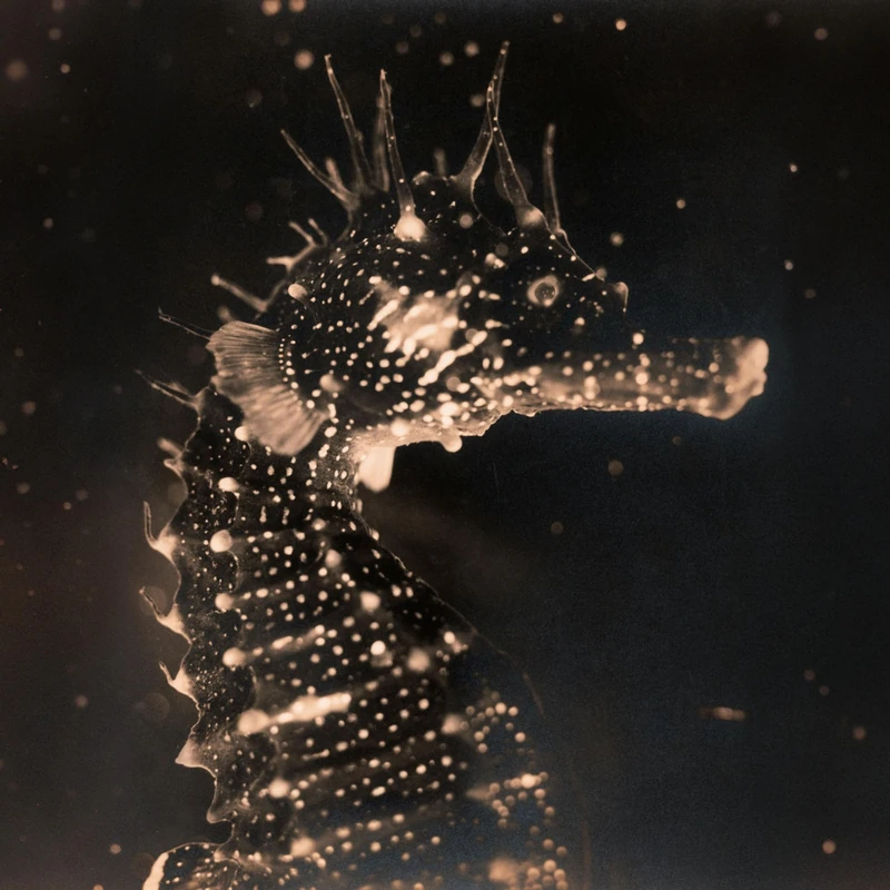 Black Swan (Gatefold) [VINYL]