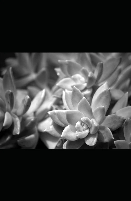 Alive in the Shadows