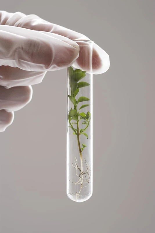 Majosta Herbs from the Great Water Source - Urology Guide