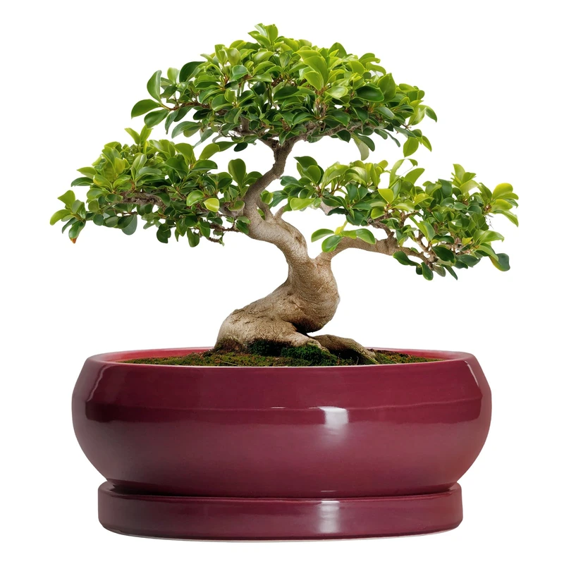 EPFamily Bonsai Tree Pots 13 Inch - Ceramic Bonsai Pots with Drainage Hole and Tray, Large Succulent Planters Indoor, Round Bowl Planter Outdoor, Shallow Planter, House Decor, Birthday Gifts, Wine Red