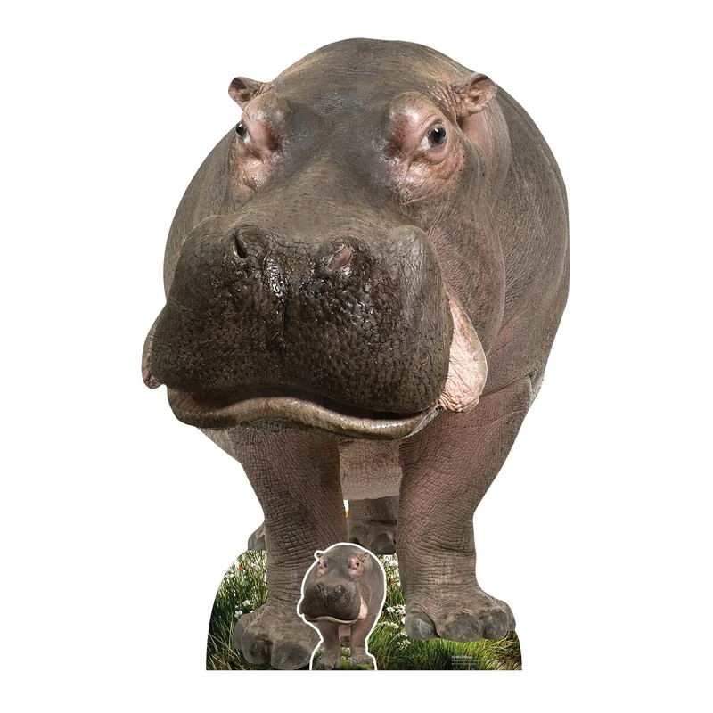 Star Cutouts SC4852 Young Hippo Cardboard Cutout Height 133cm