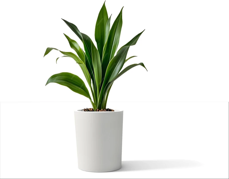 Kloris Cylindrical Planter Barocco H 40 White Polyethylene Diameter 35 cm Height 40 cm Made in Italy - Image 1