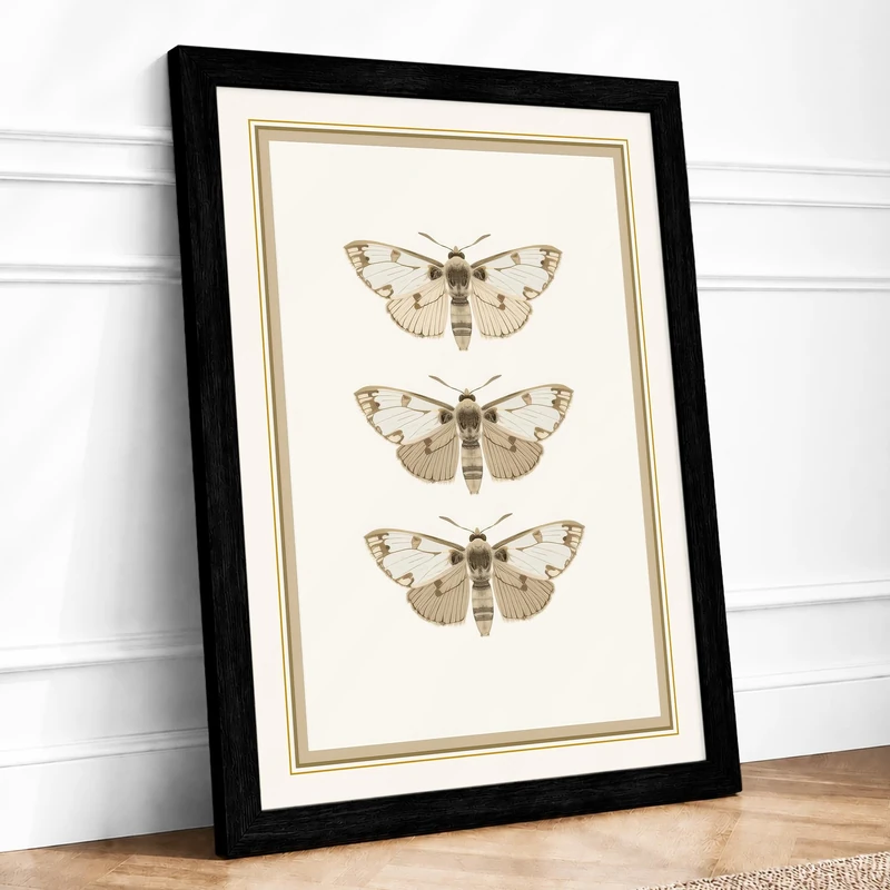 Three Natural History Moths Botanical Framed Wall Art Print A1 (84.1×59.4cm) Black, Wall Decor for Living Room, Bedroom, Office & Home, Ready to Hang, Art Gift