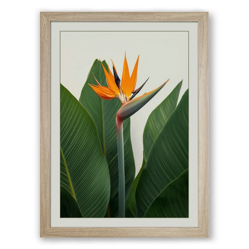 Bird of Paradise Bloom Botanical Framed Wall Art Print A1 (84.1×59.4cm) Oak, Wall Decor for Living Room, Bedroom, Office & Home, Ready to Hang, Art Gift