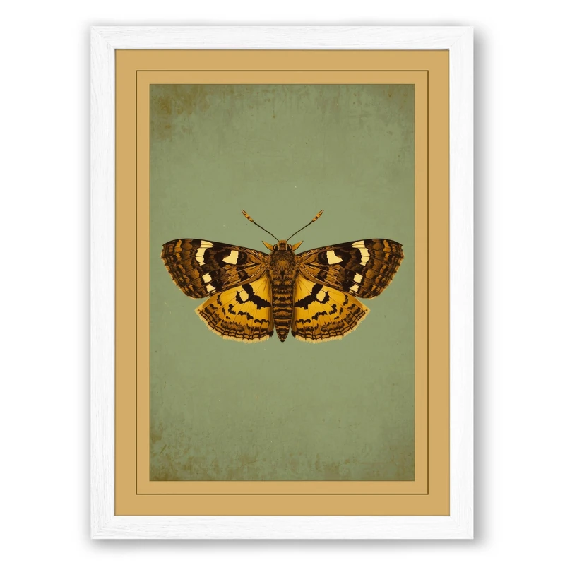 Butterfly Study Vintage Framed Wall Art Print A1 (84.1×59.4cm) White, Wall Decor for Living Room, Bedroom, Office & Home, Ready to Hang, Art Gift