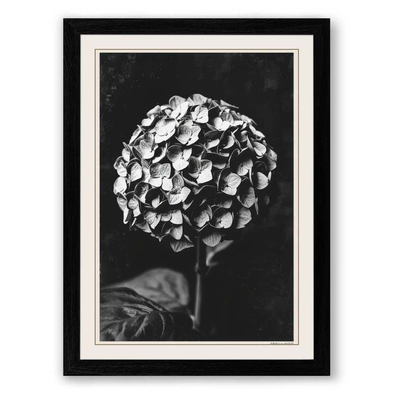 Hydrangea Study Botanical Framed Wall Art Print A1 (84.1×59.4cm) Black, Wall Decor for Living Room, Bedroom, Office & Home, Ready to Hang, Art Gift