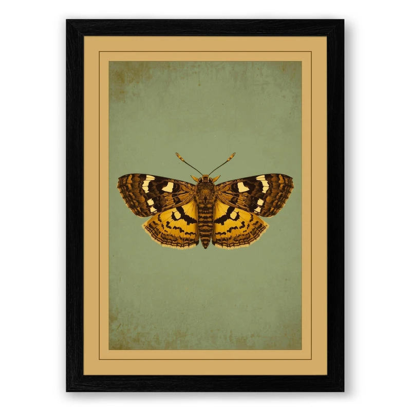 Butterfly Study Vintage Framed Wall Art Print A1 (84.1×59.4cm) Black, Wall Decor for Living Room, Bedroom, Office & Home, Ready to Hang, Art Gift