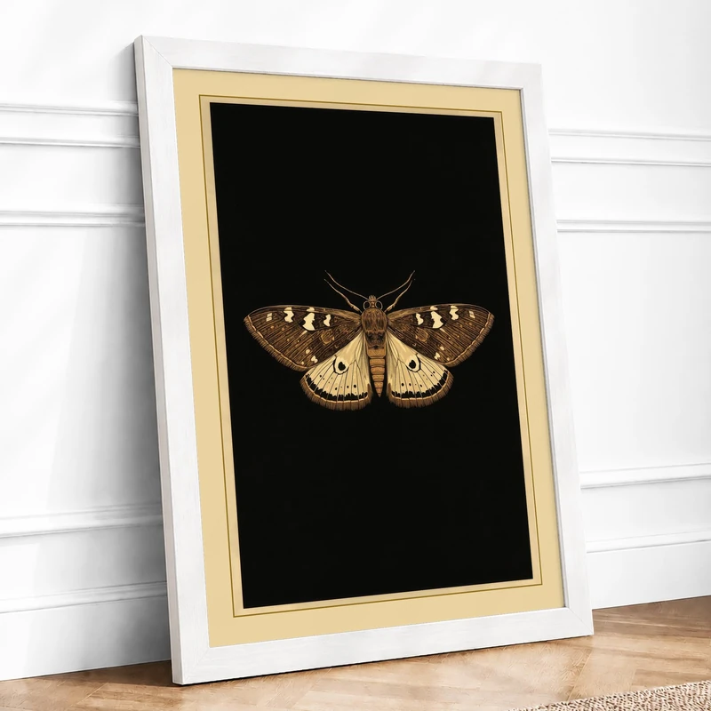 Specimen Moth Botanical Framed Wall Art Print A1 (84.1×59.4cm) White, Wall Decor for Living Room, Bedroom, Office & Home, Ready to Hang, Art Gift