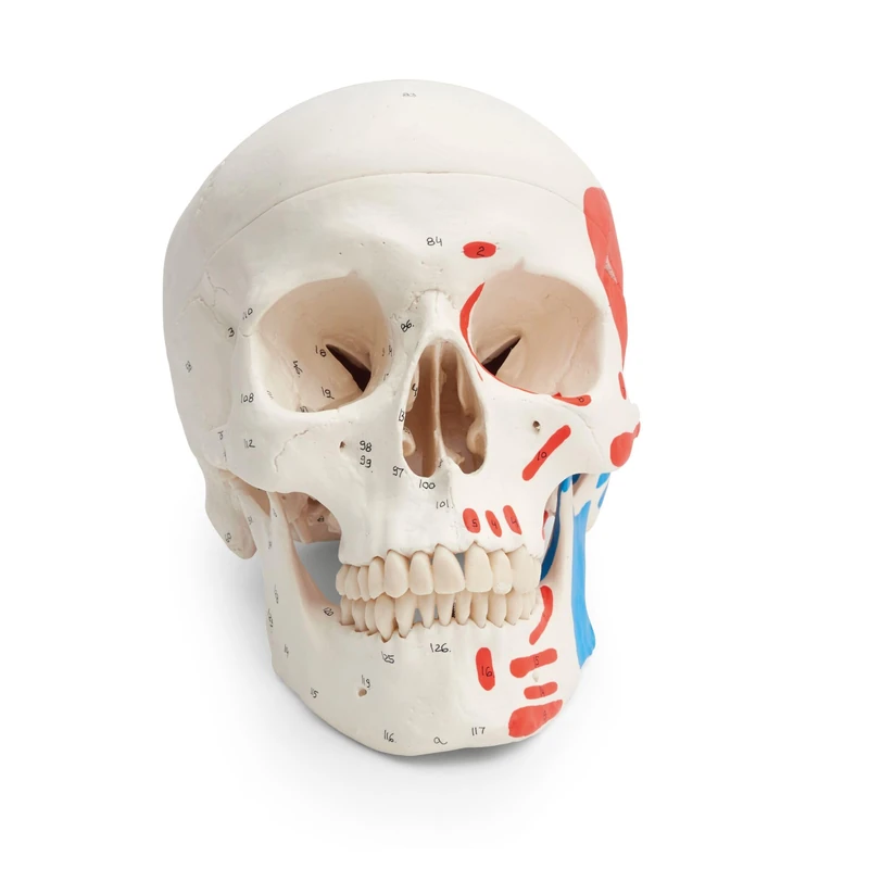 3B Scientific Human Skull Model Classic with Muscle Painting, 3-Part Anatomical Skull with Color-Coded Muscle Markings, Movable Jaw & Magnetic Connections